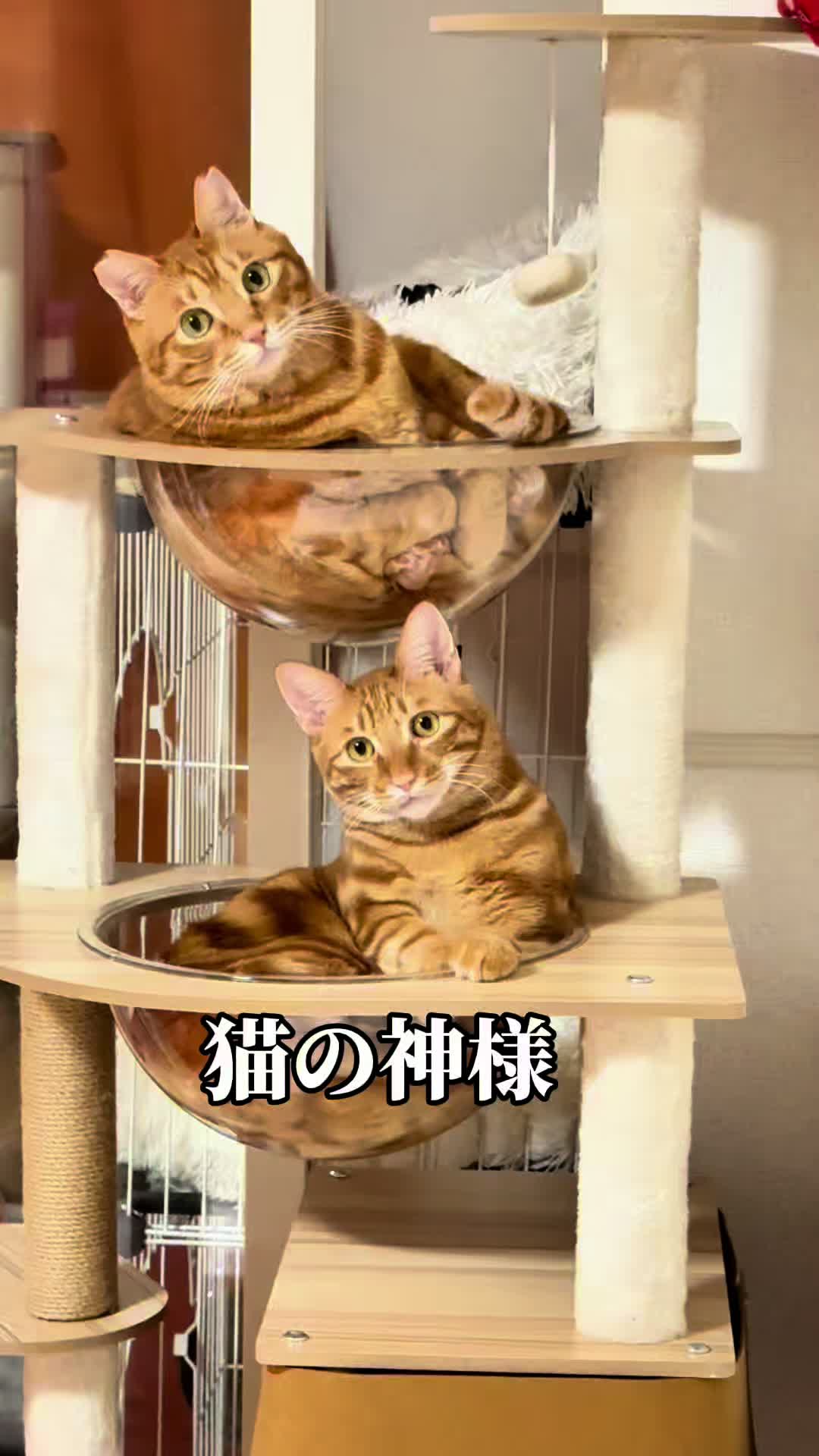 @猫の神様