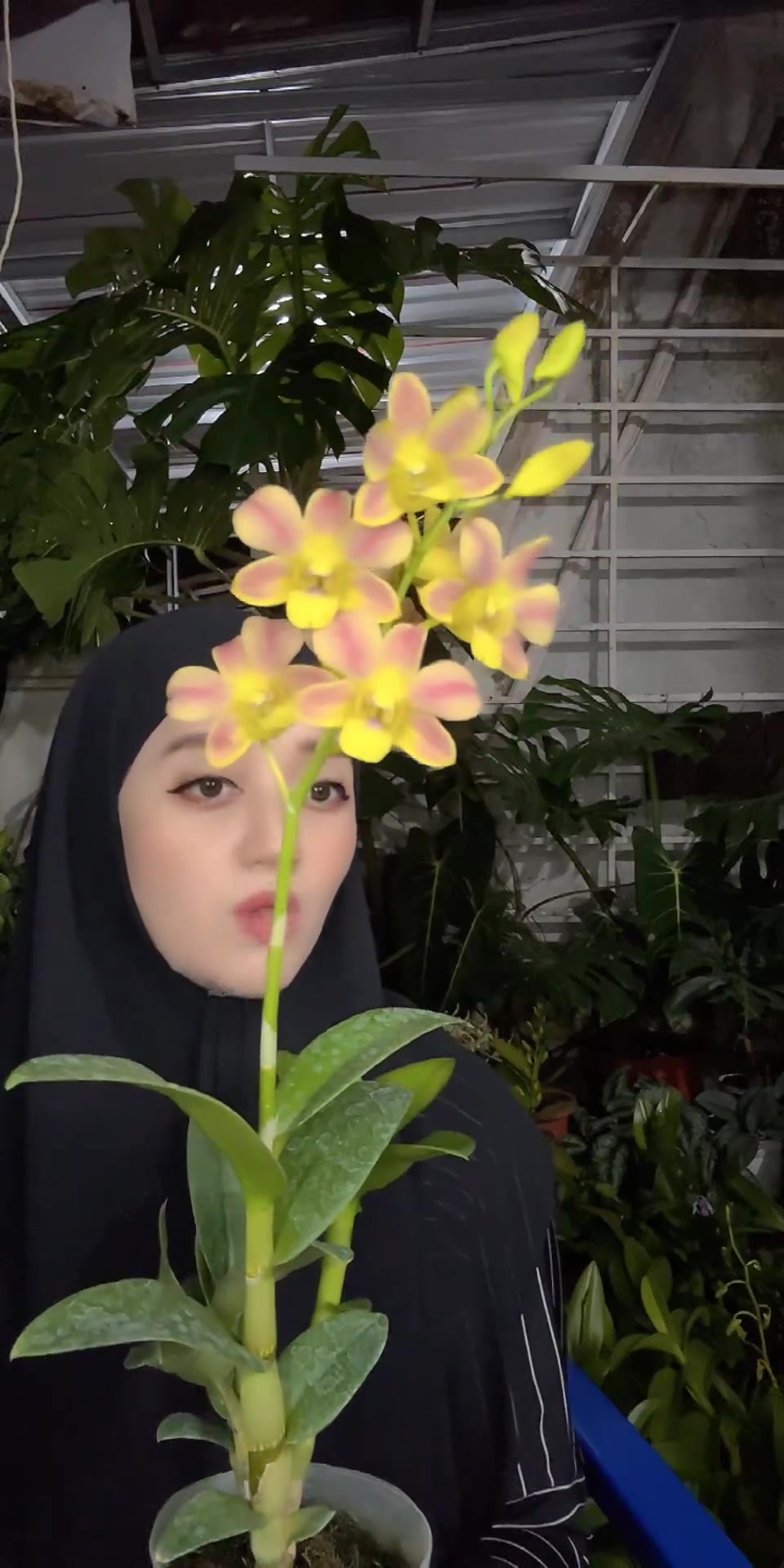 @Anggina Orchid