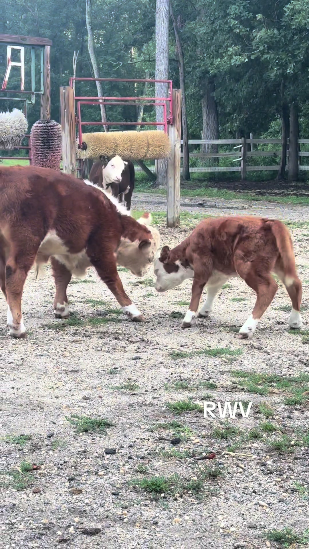 @RWV Land & Livestock