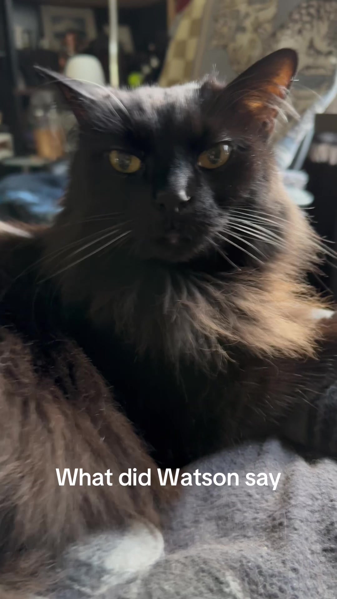 @Sir FluffyButt,the cat🇨🇦🇺🇦