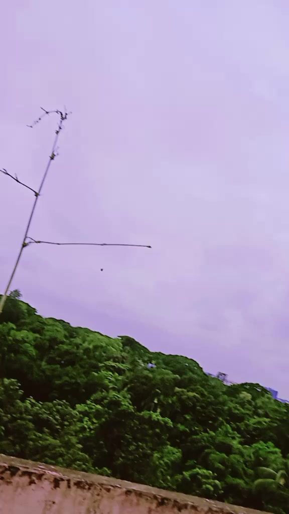 @🦋🌺প্রজাপতি🌺🦋