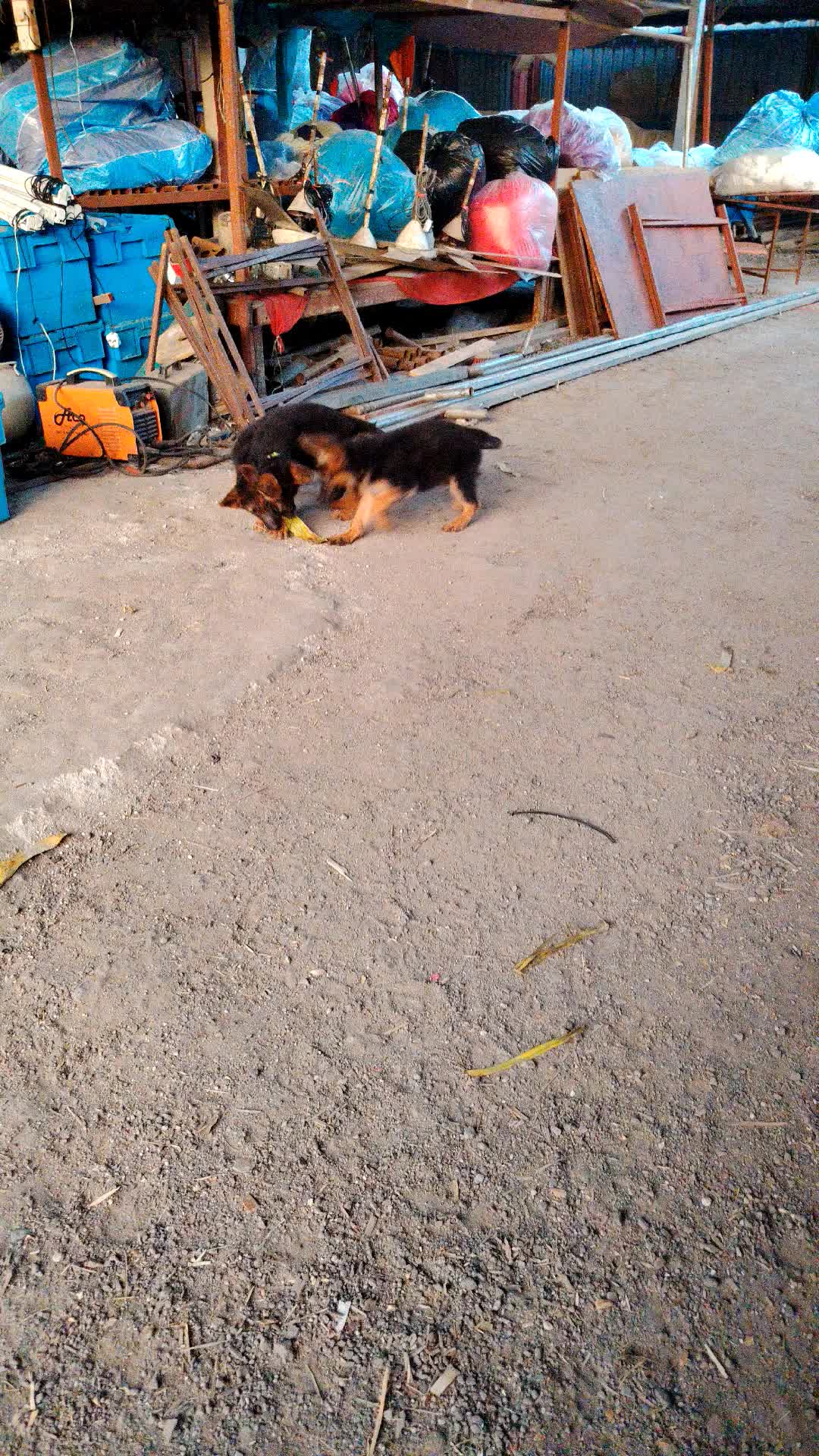 @Bamboozler kennel