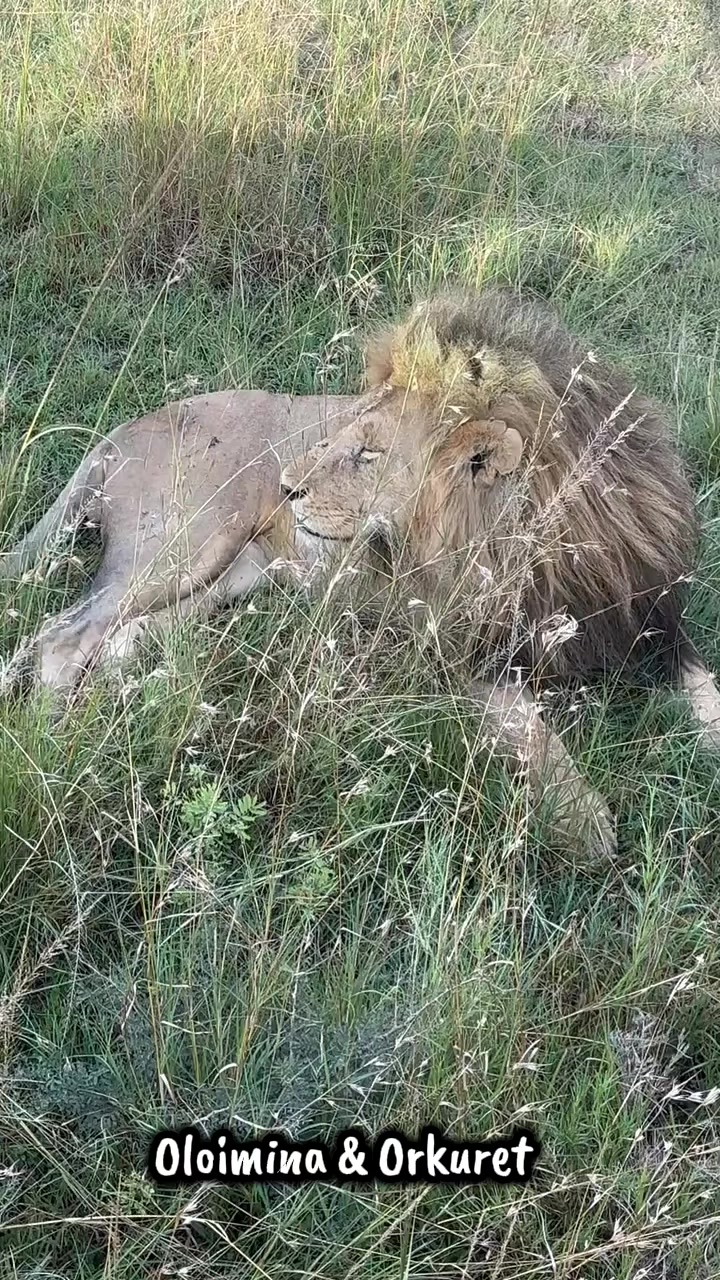 @Leonie 🦁 (Orpadan's version)