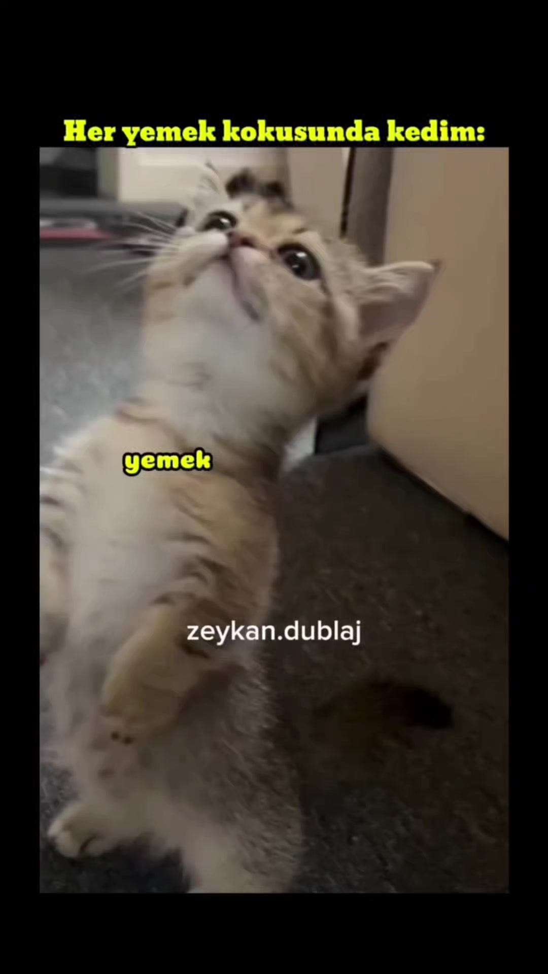 @zeykandub