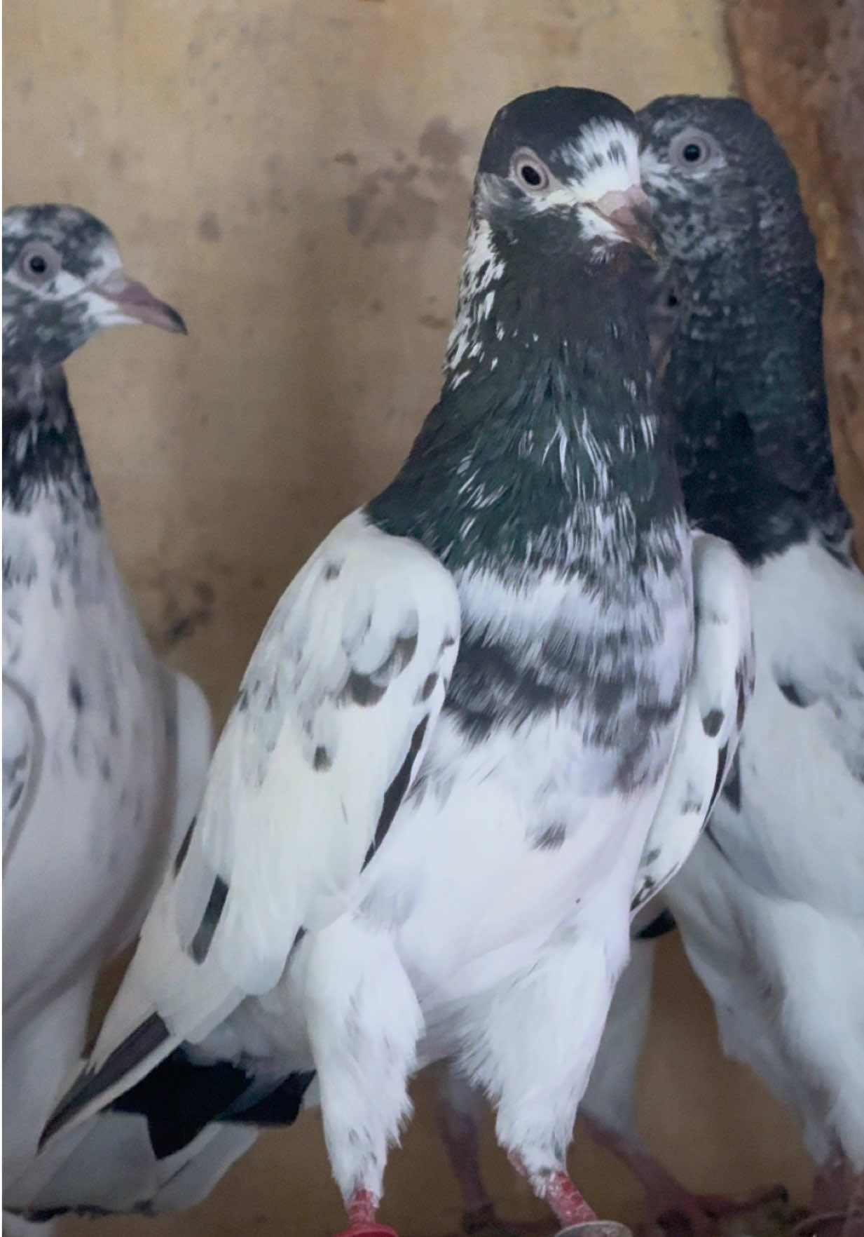 @Aero Pigeons Club