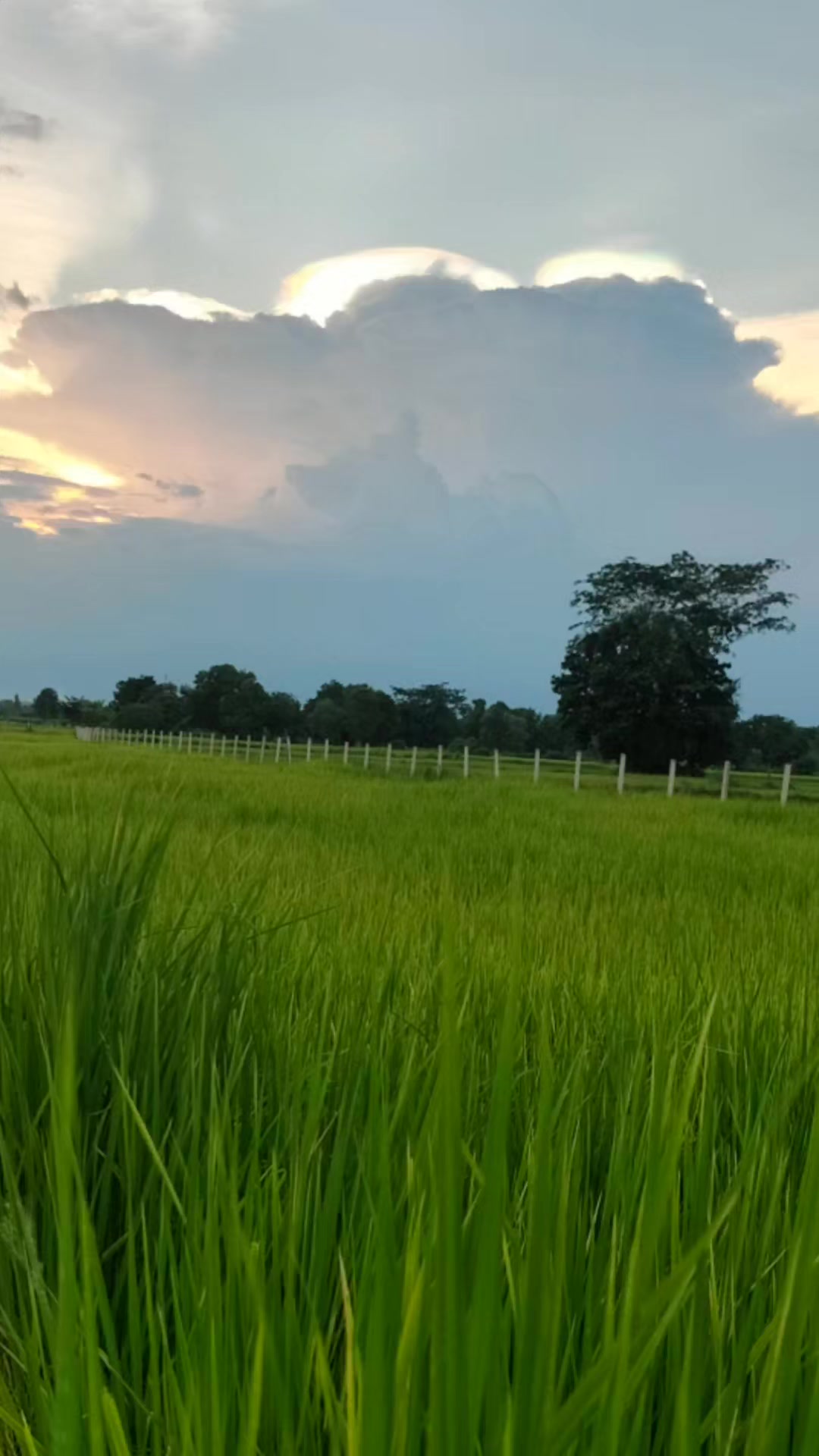 @Surasak