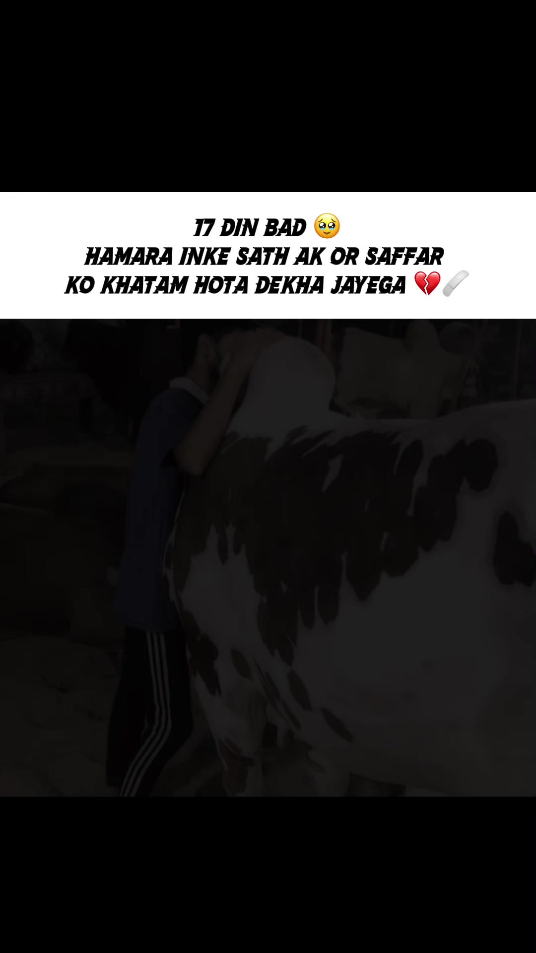 @Cattle_Guy’s