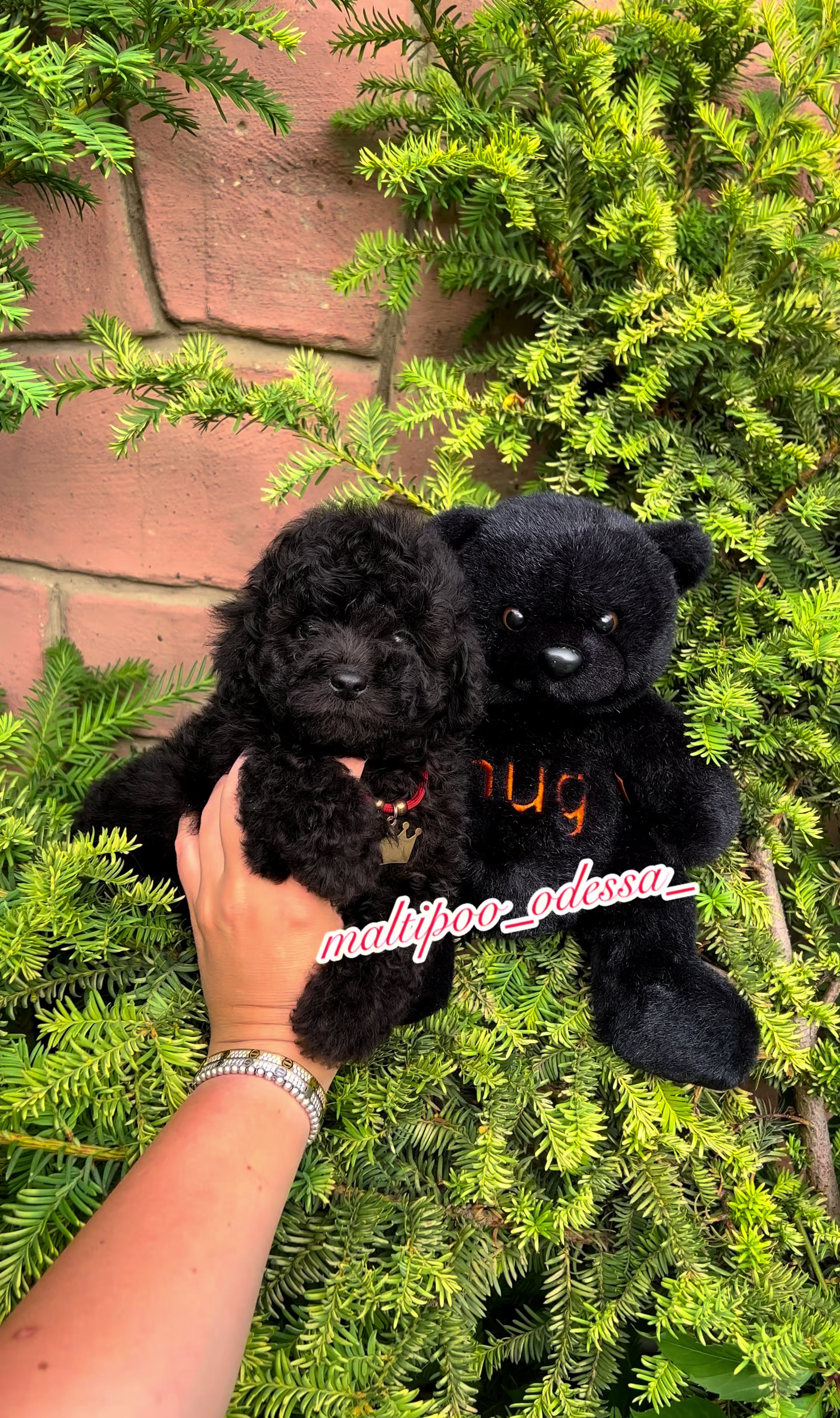@maltipoo_odessa_