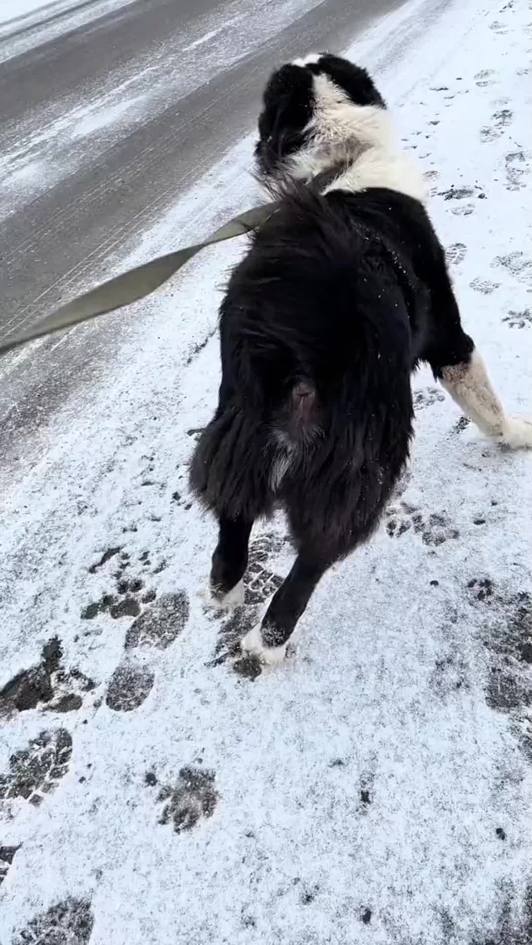 @Zona dos Cães