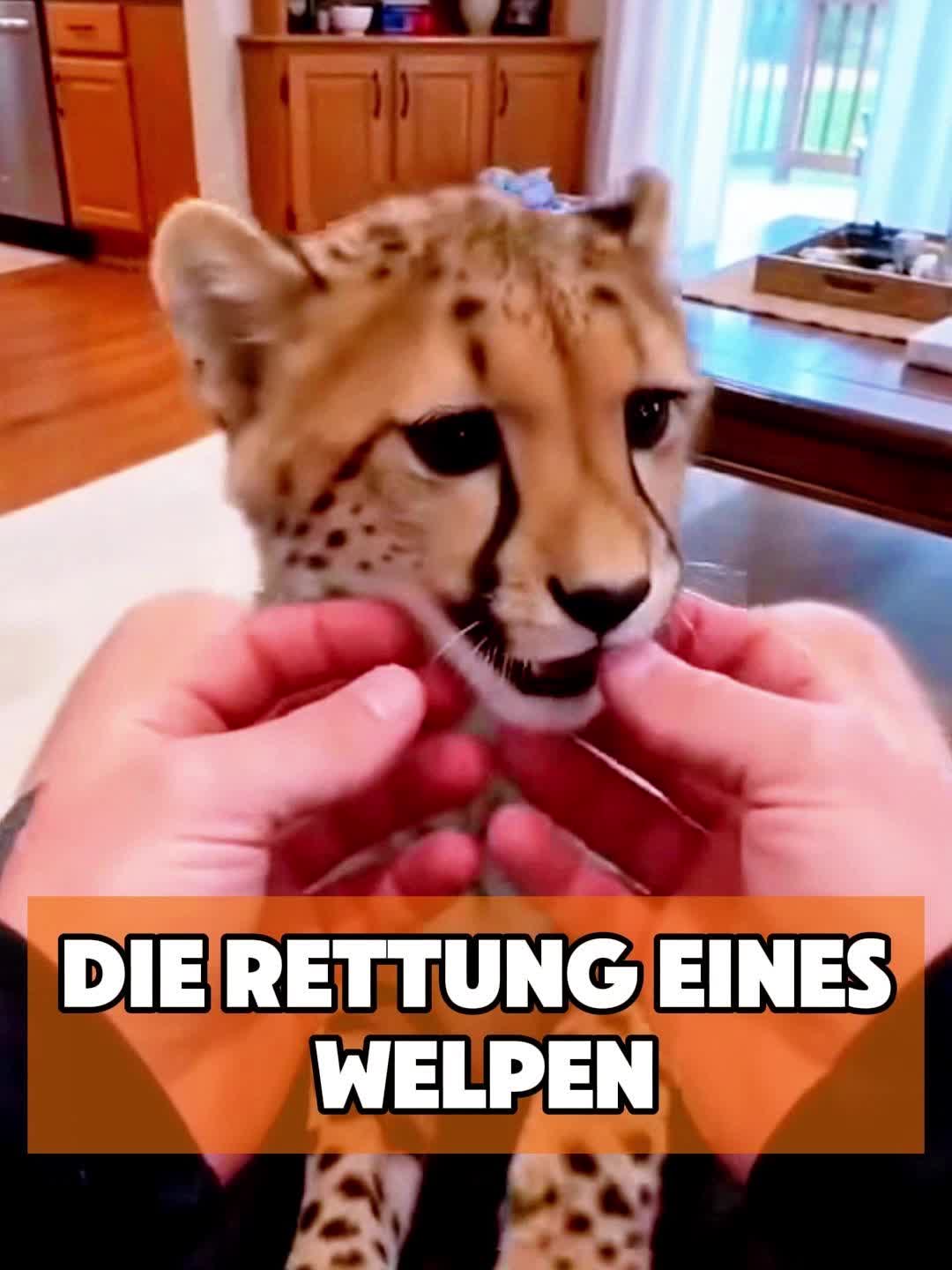 @toto_tier