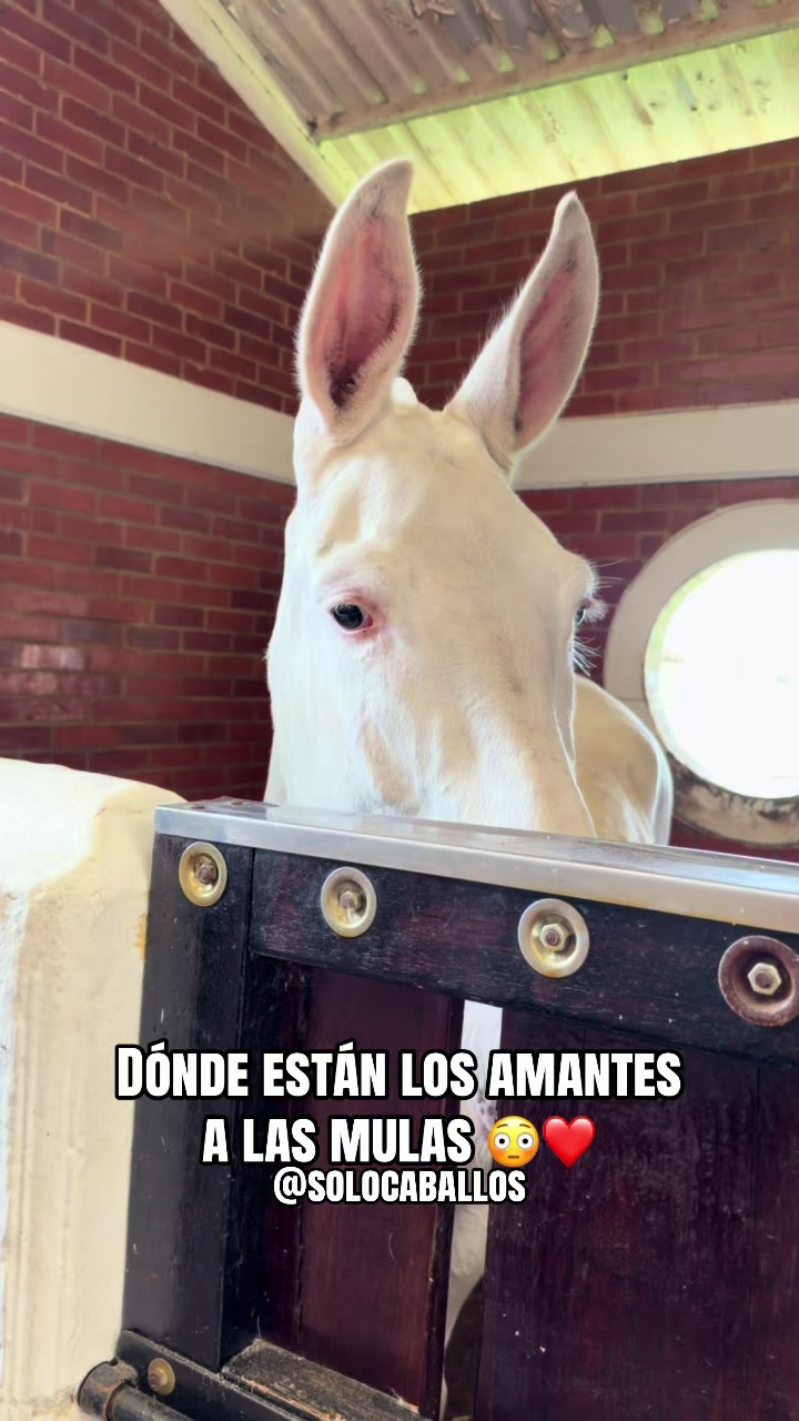 @Solo Caballos