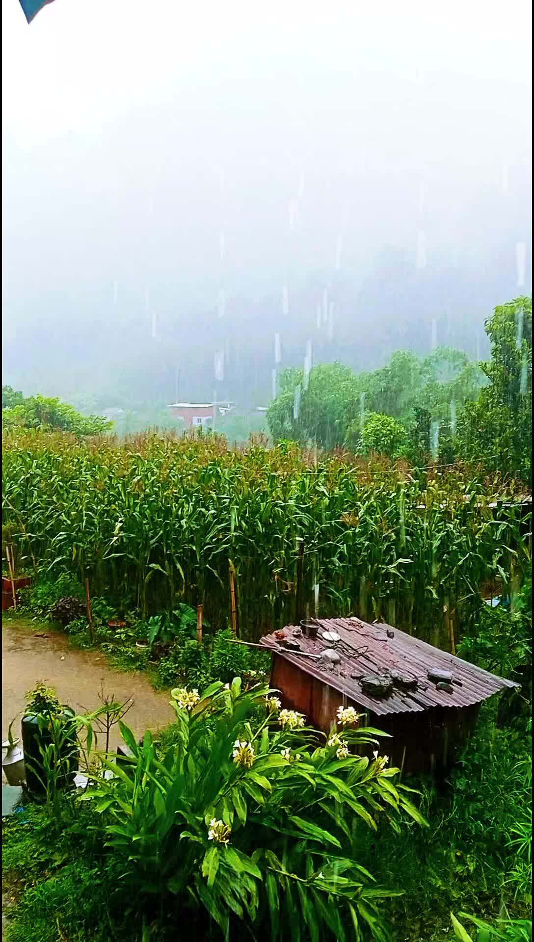 @Krishna Adhikari