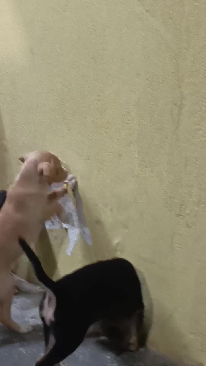@zarahsullivan