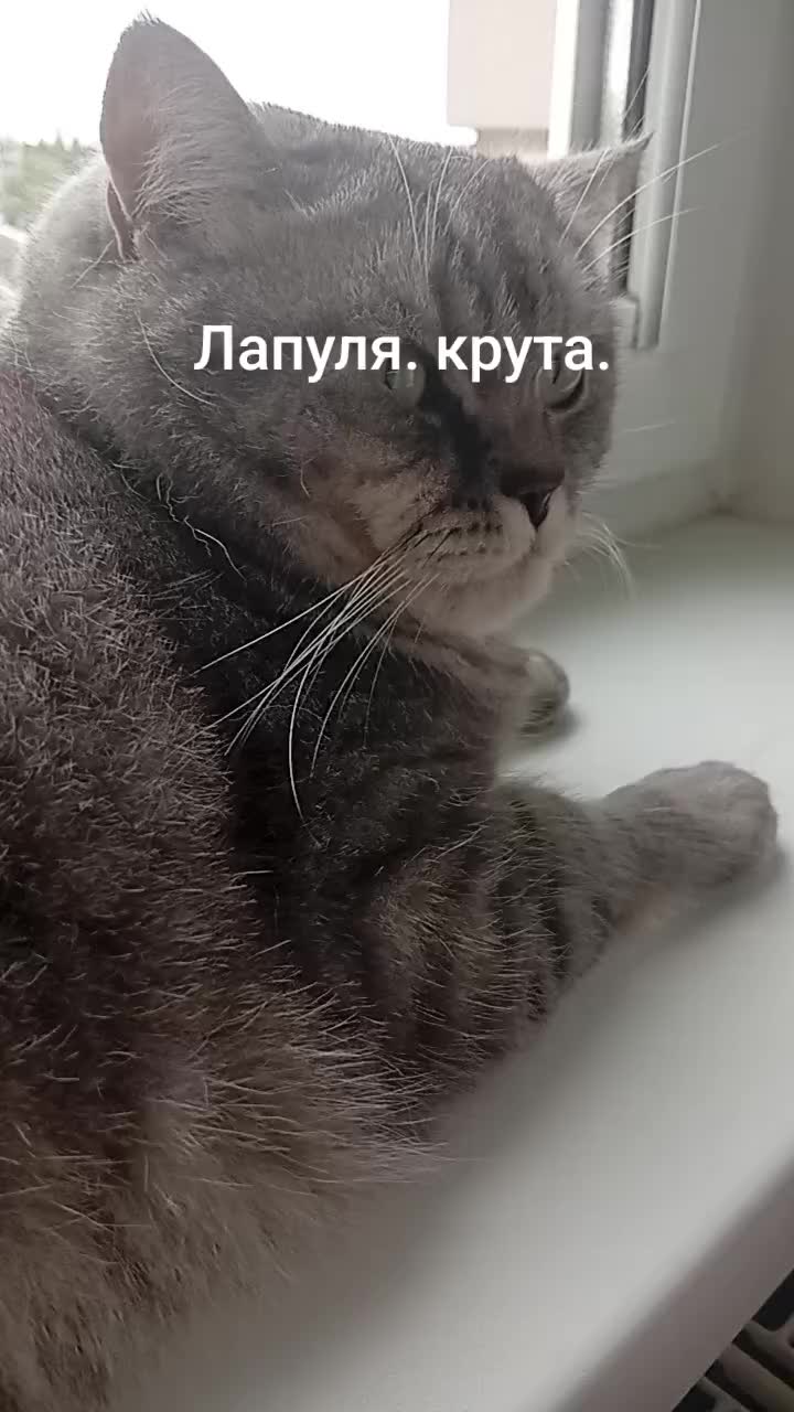 @Хонкантон