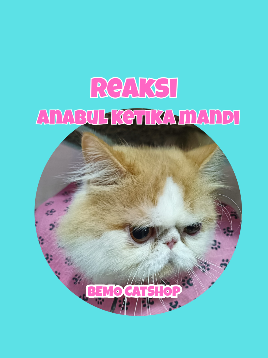 @Bemo Catshop