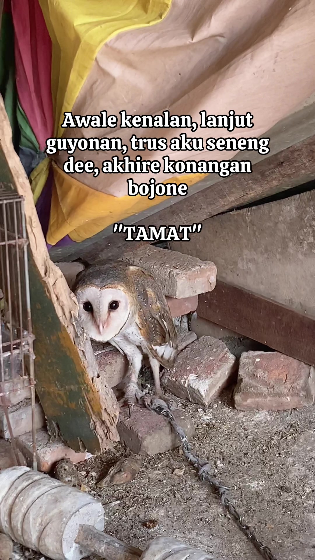 @Trafalgar D. Water Law