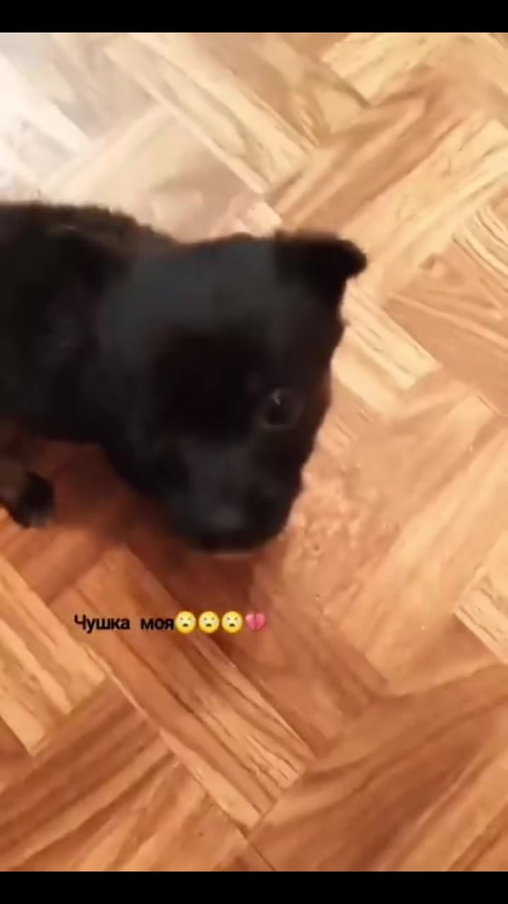 @Гагара