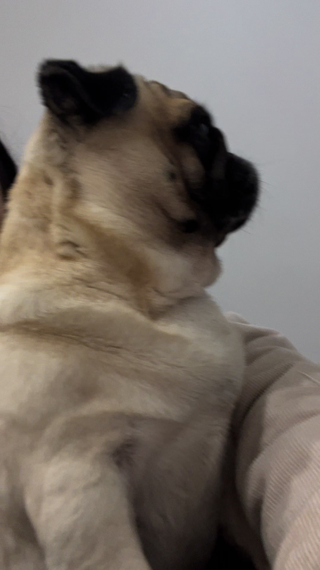 @pugSofyHarry