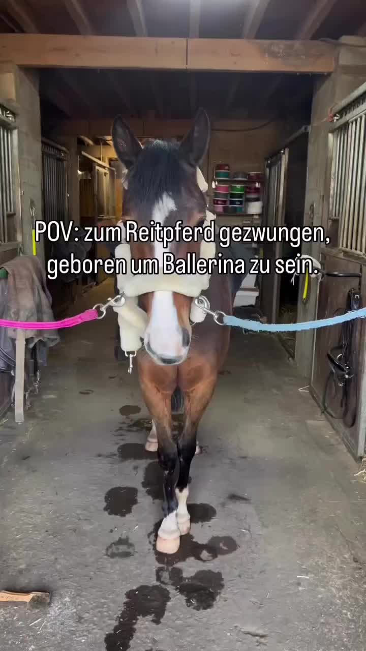 @ne.horses