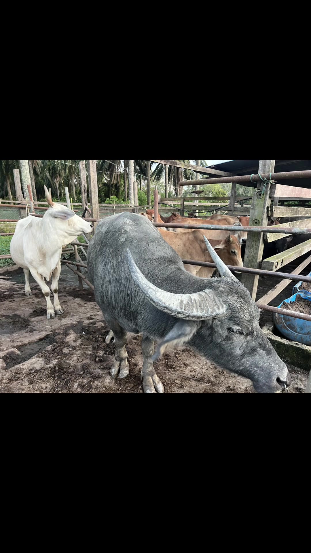 @Haziq farm