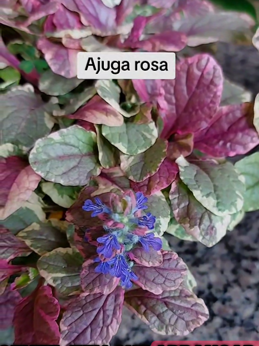 @quintalverde