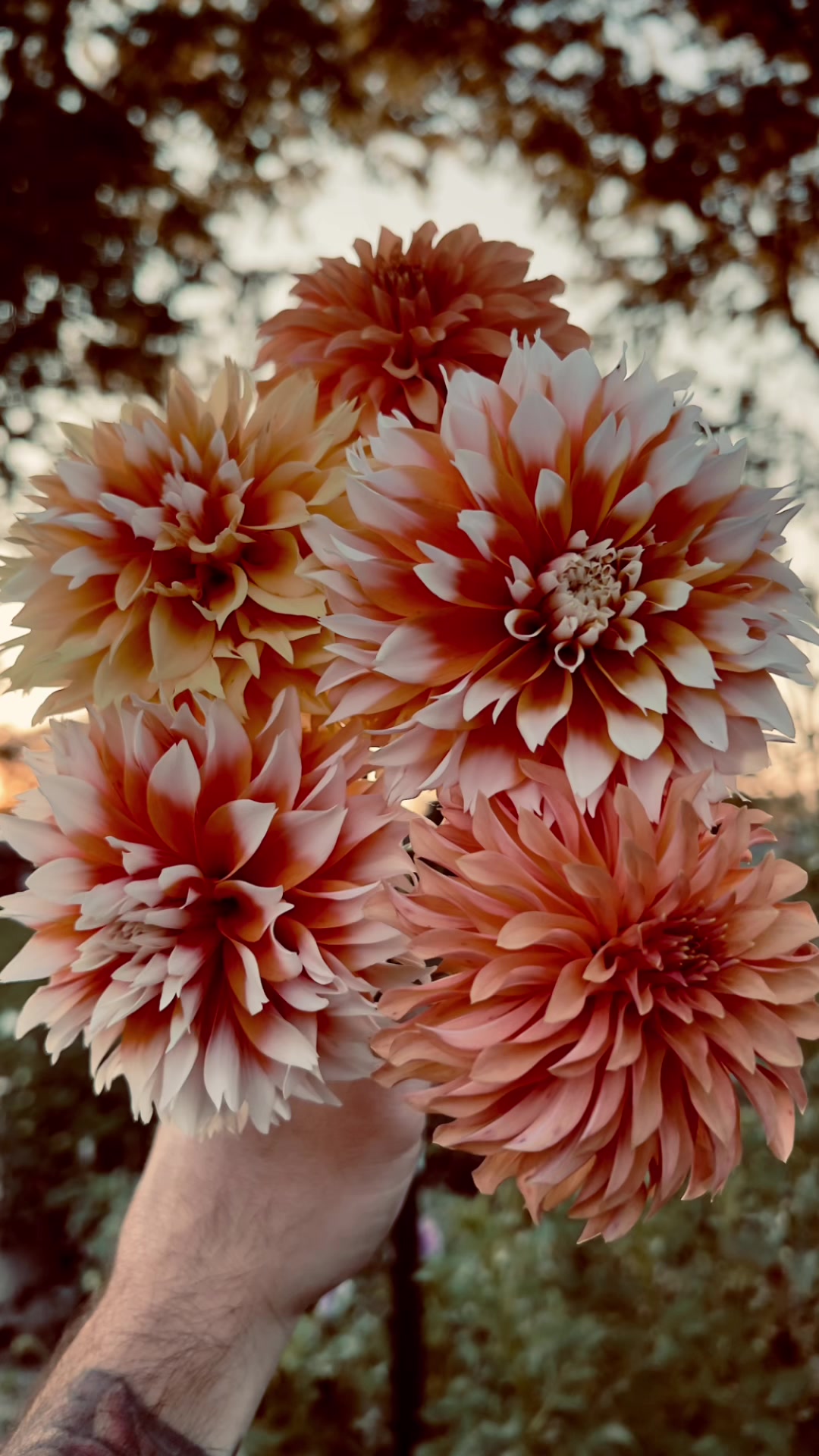 @Christopher | Flower Farmer