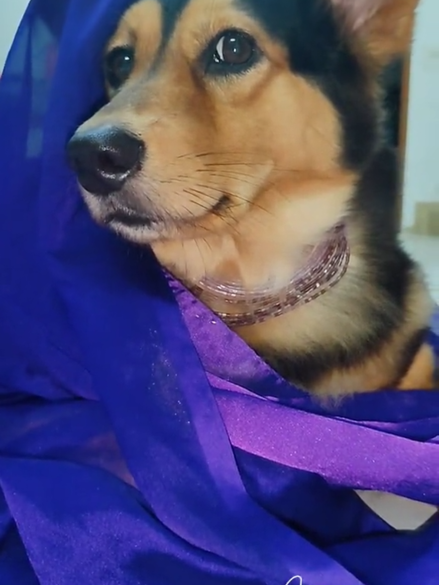@Cholanz🐕