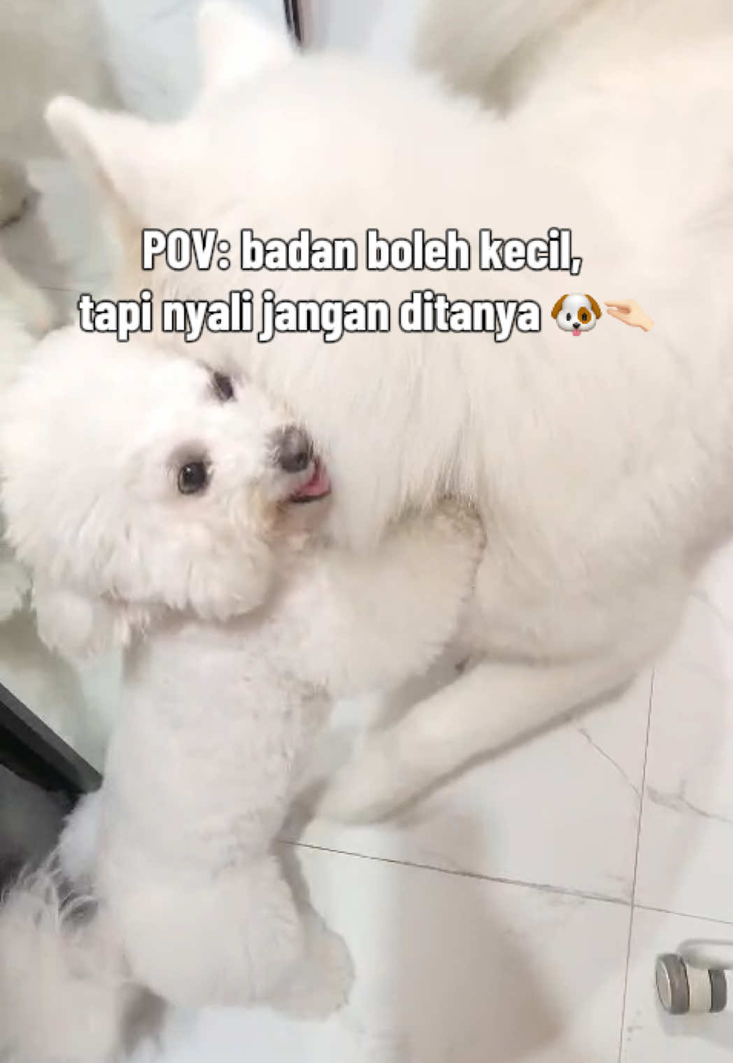 @Donut The Bichon