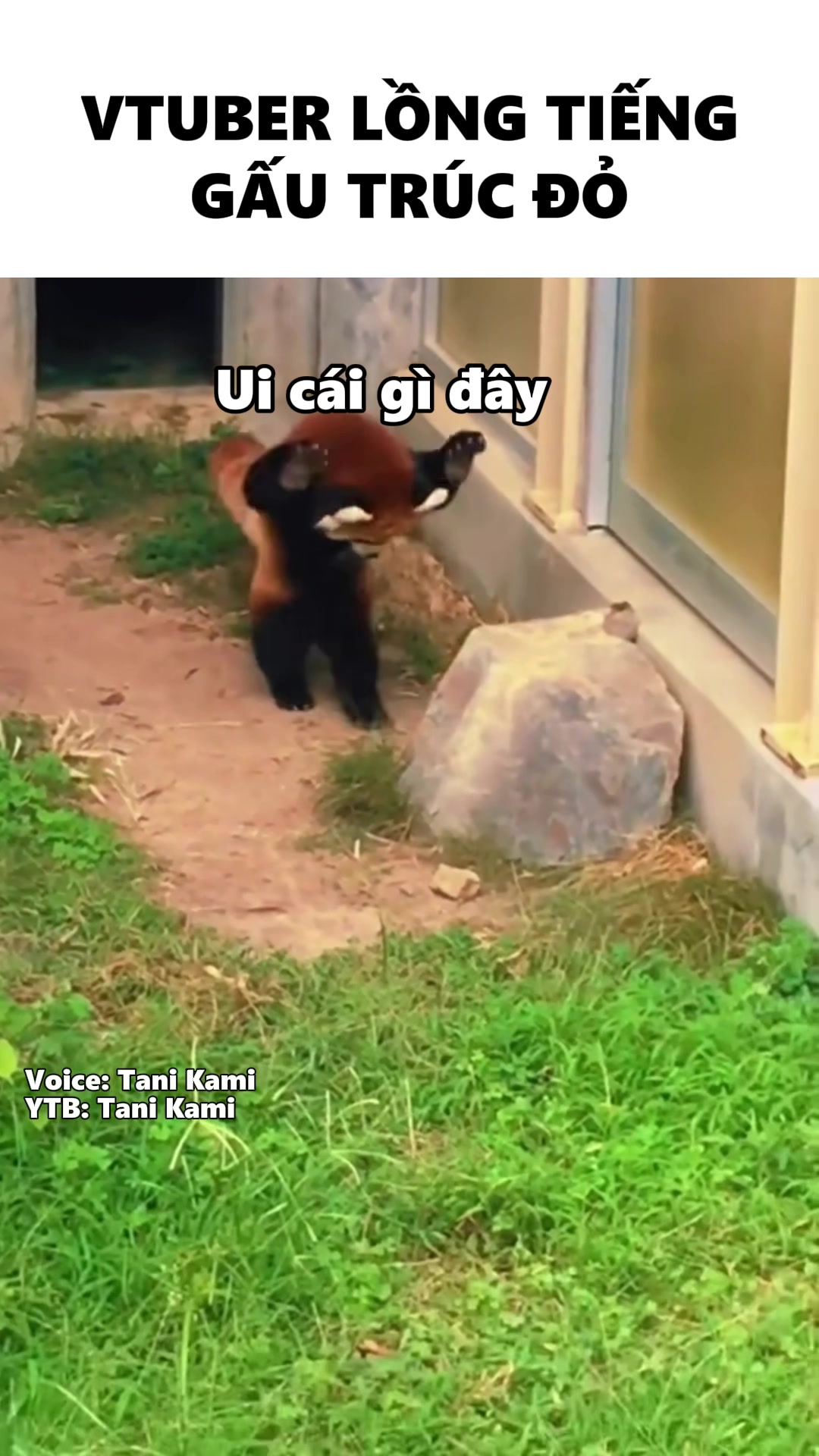 @Tani Kami 🐹