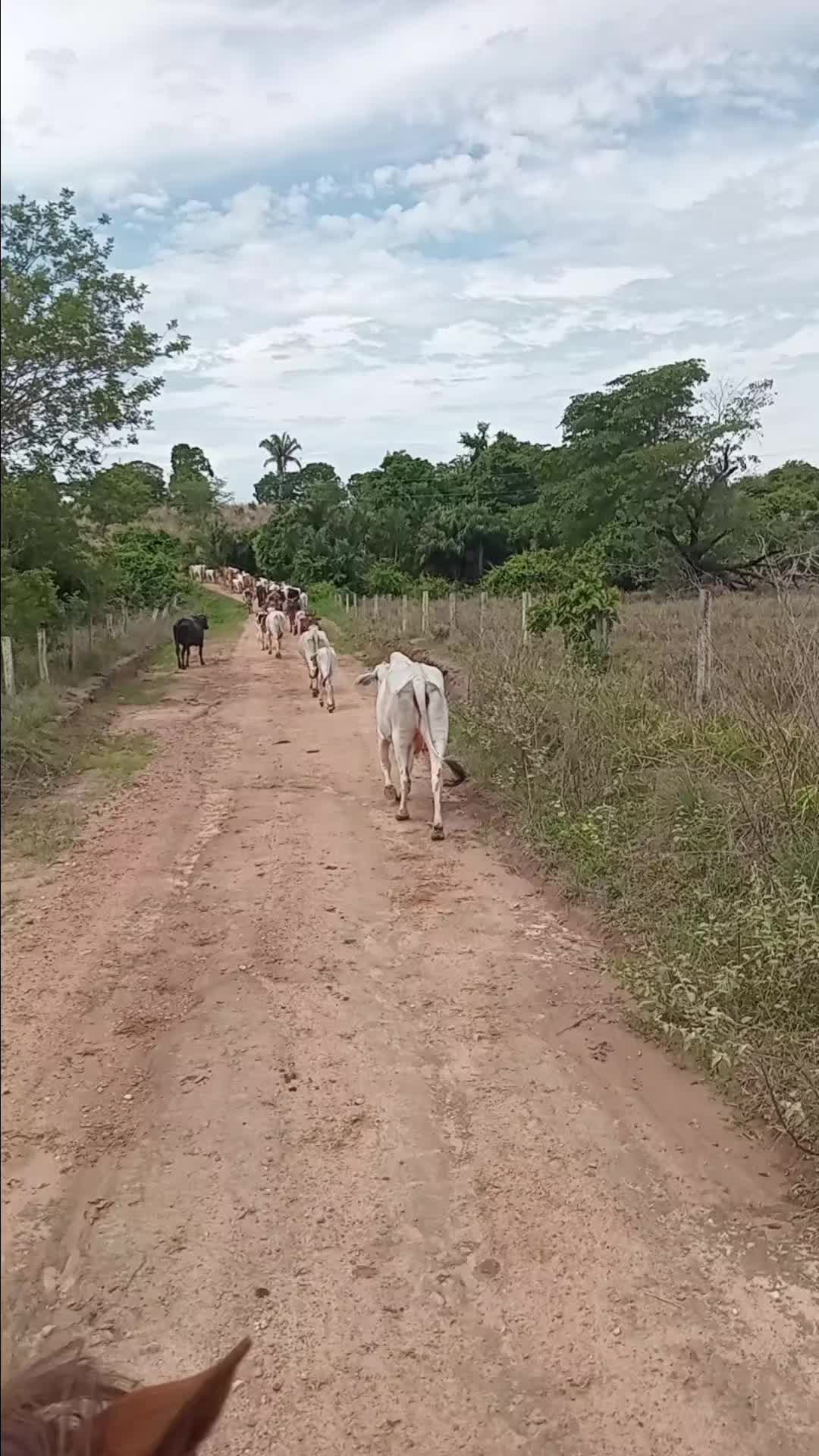 @mario Ferreira