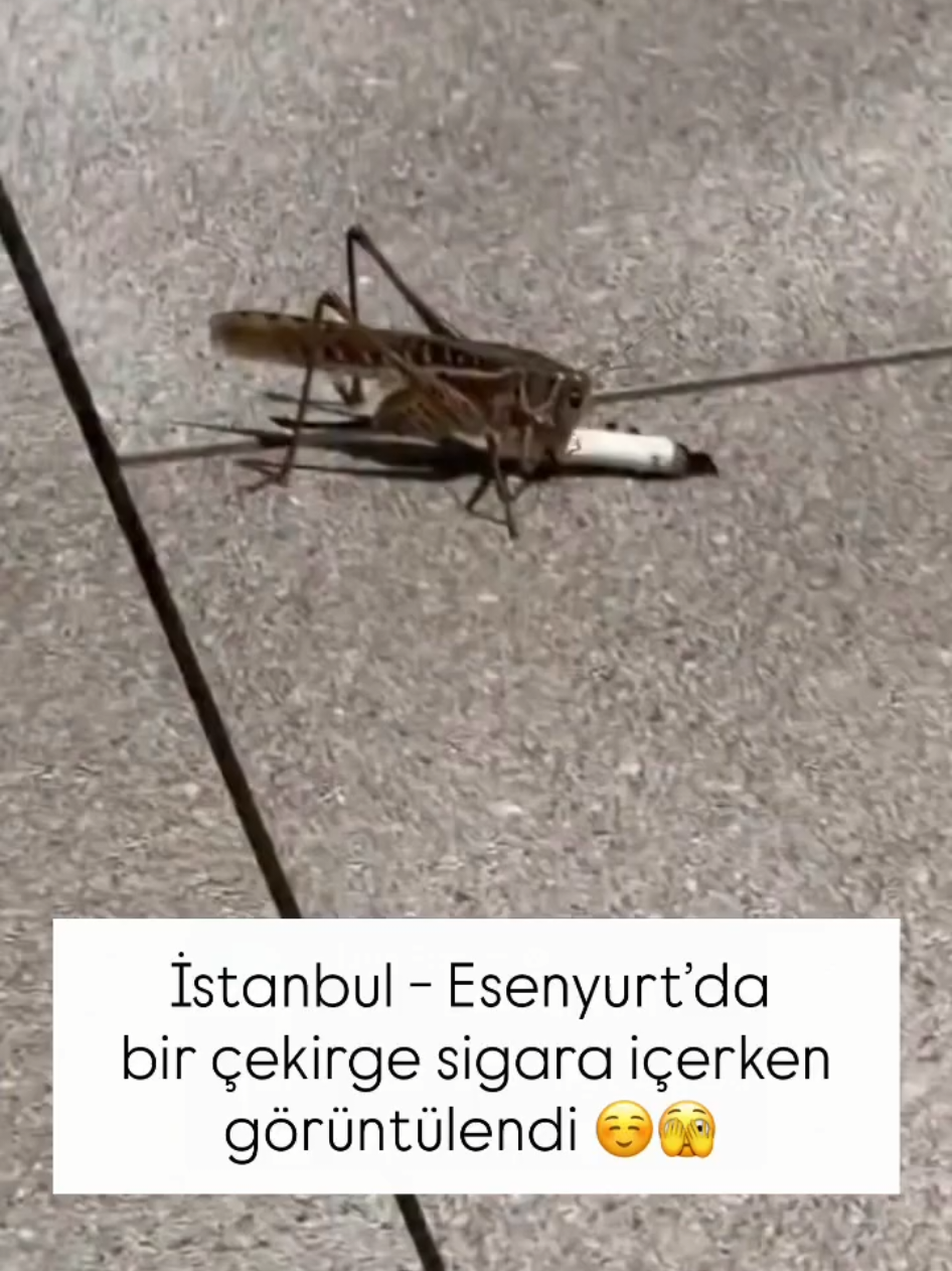 @gunesavmesenyurt