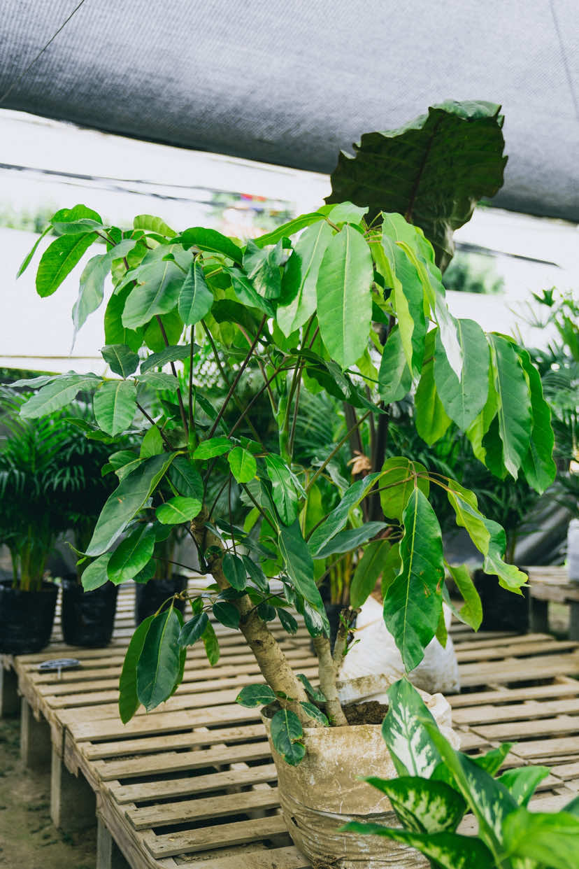 @Macetare Garden Shop Ecuador