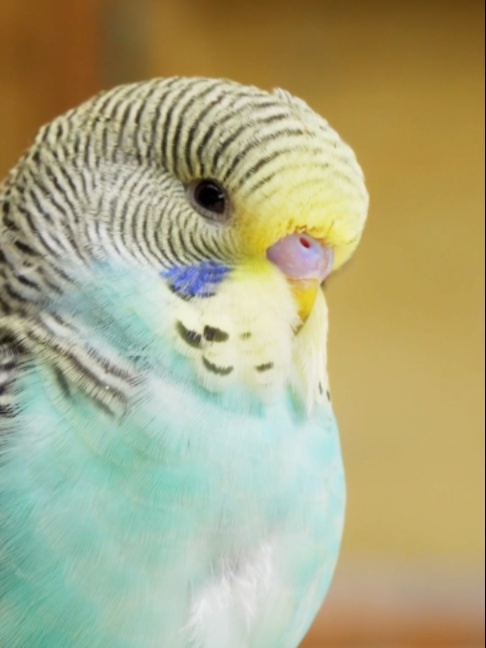 @Petody