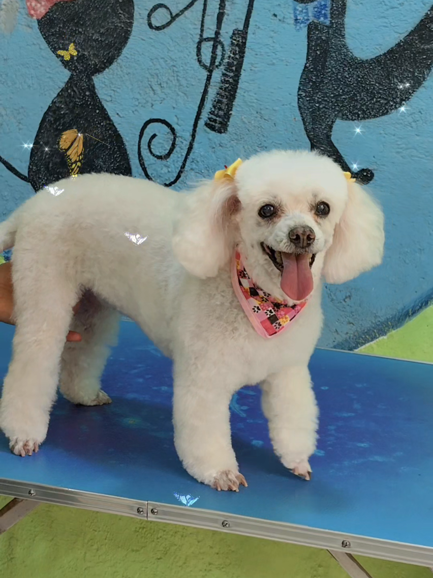 @💈🐾DOG GROOMER🐾💈