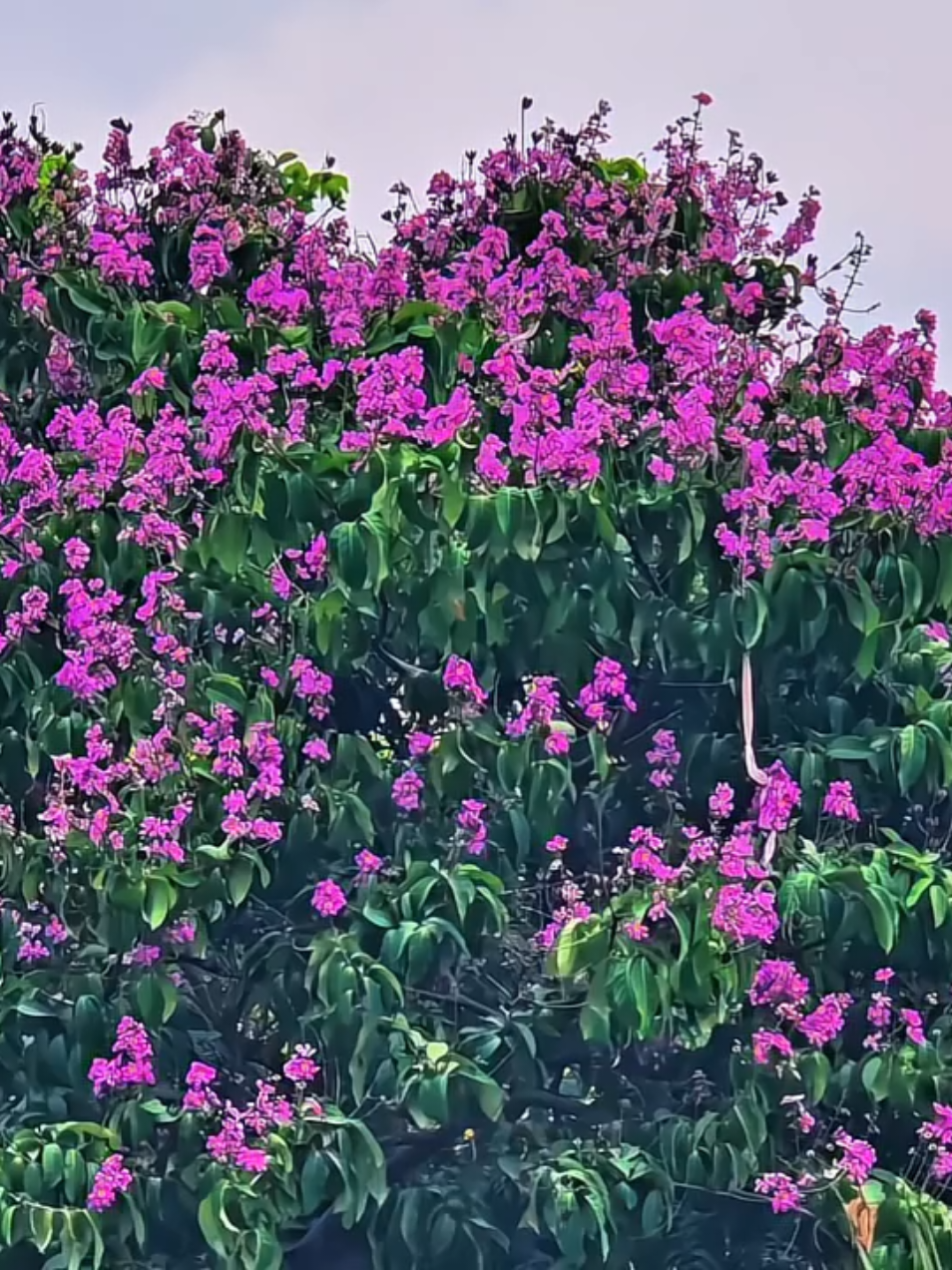 @Da'wah-দাওয়াহ