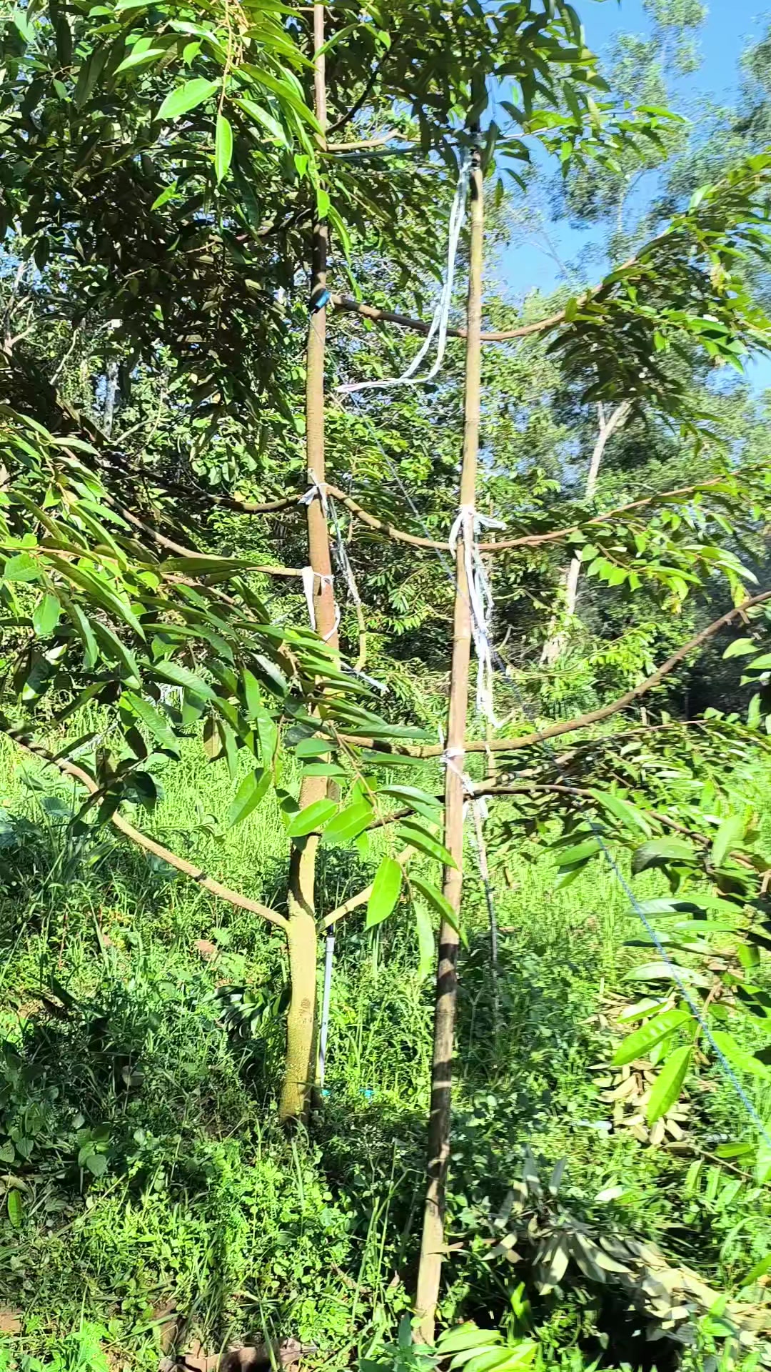 @BRIDGE_FARM