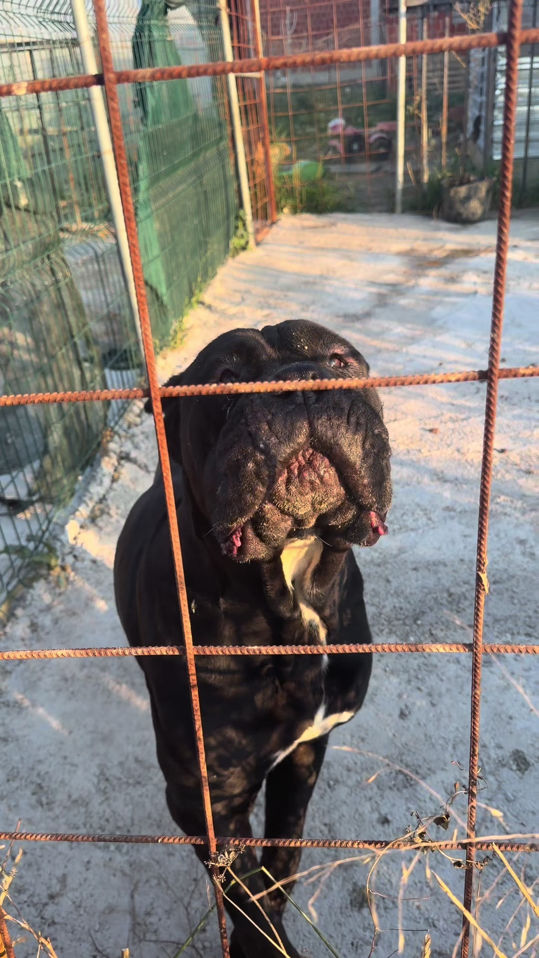 @NeroCaneCorsoKennel