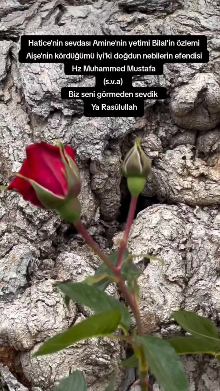 @🖤🌹🕊sbl03🖤🌹🕊