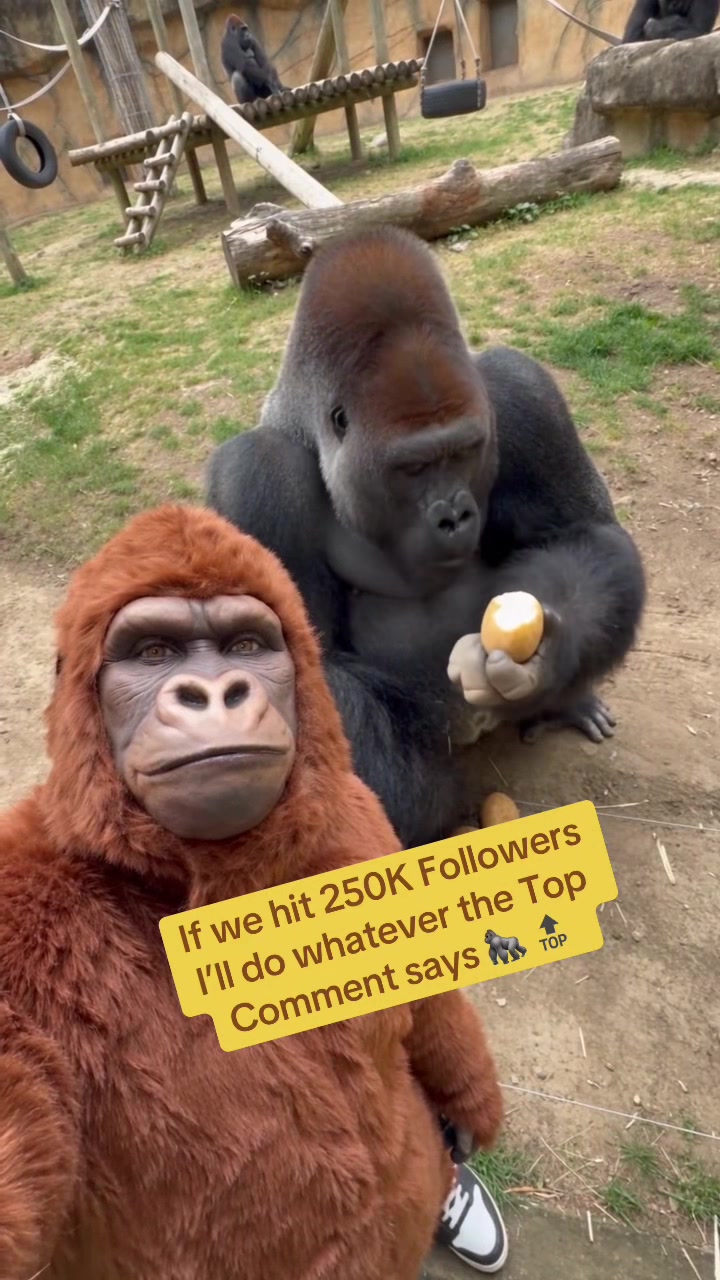 @Gorilla School 🦍