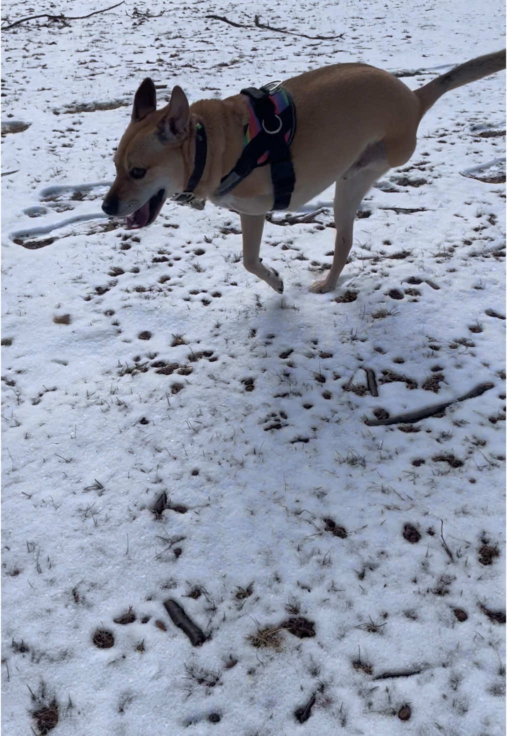 @2legdogs