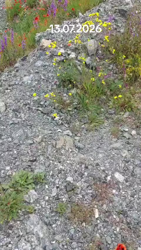 @Yaşar