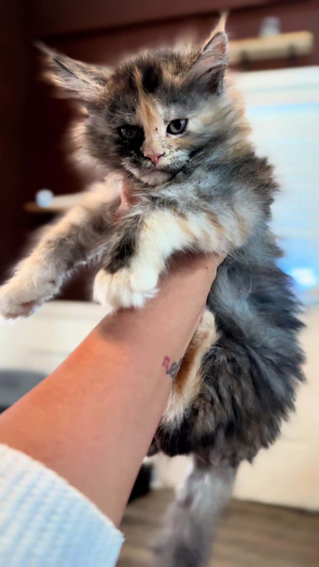 @AristoCoon Cattery