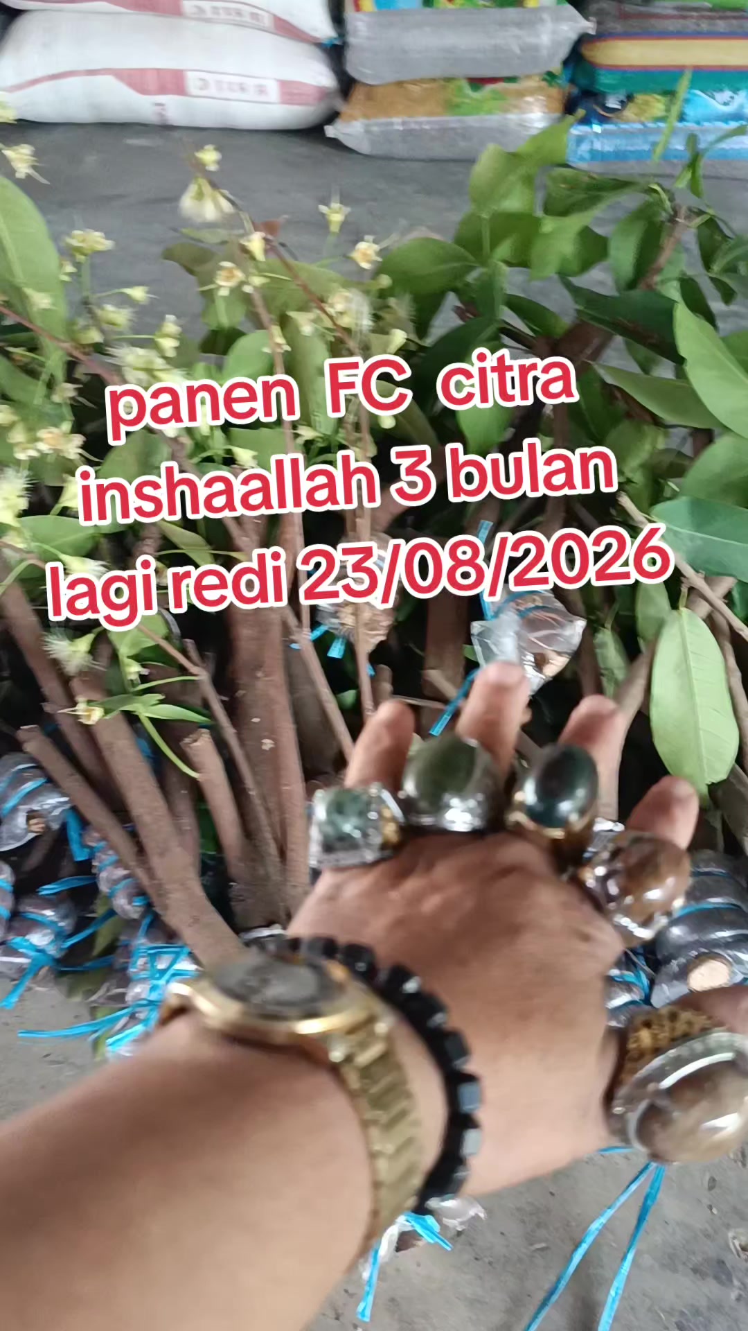@Bibit khusus samarinda