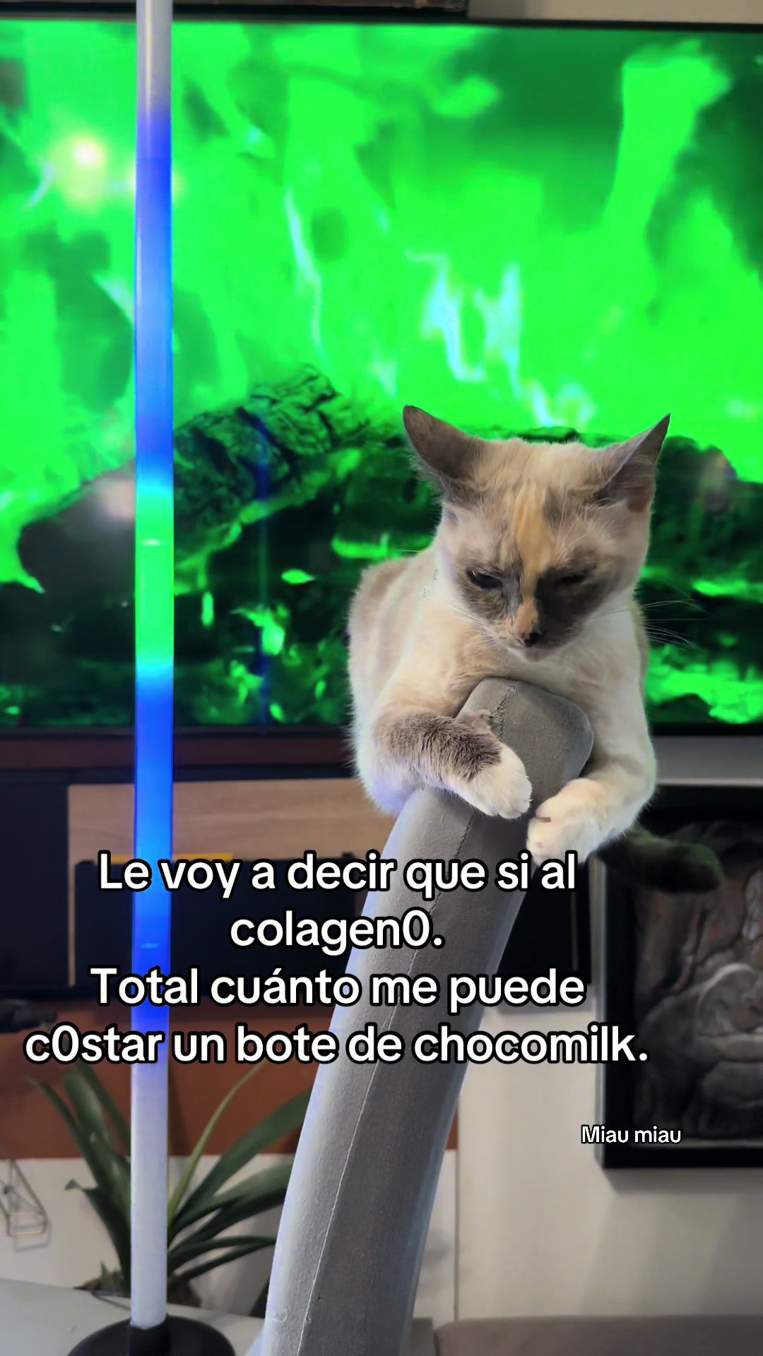 @Rodrigo and Watermelon the cat