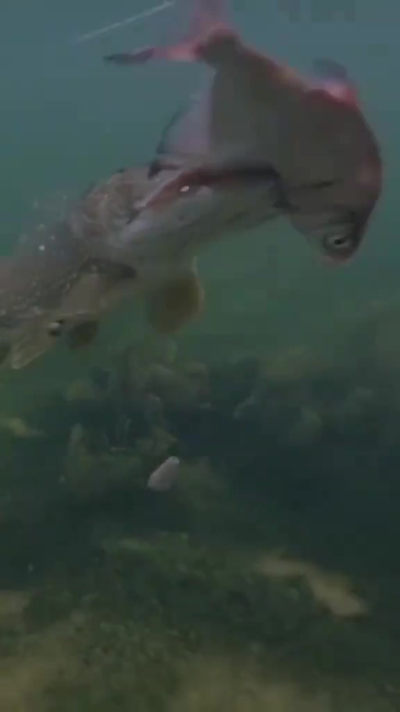 @🎣Рыбалка и многое другое🎣