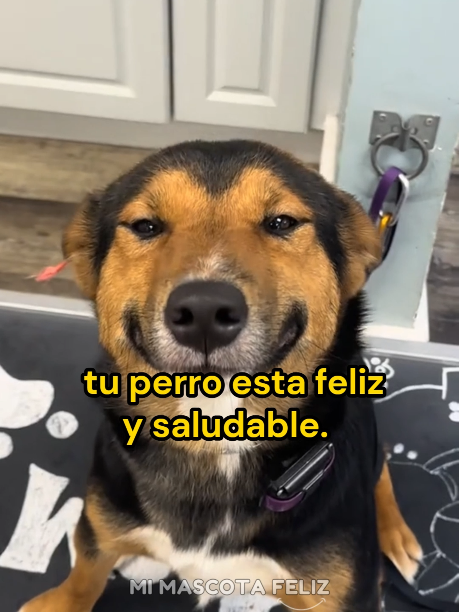 @Mi Mascota Feliz