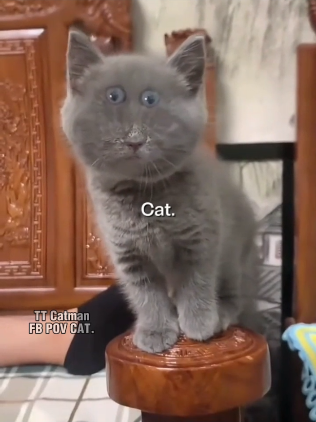 @Catman