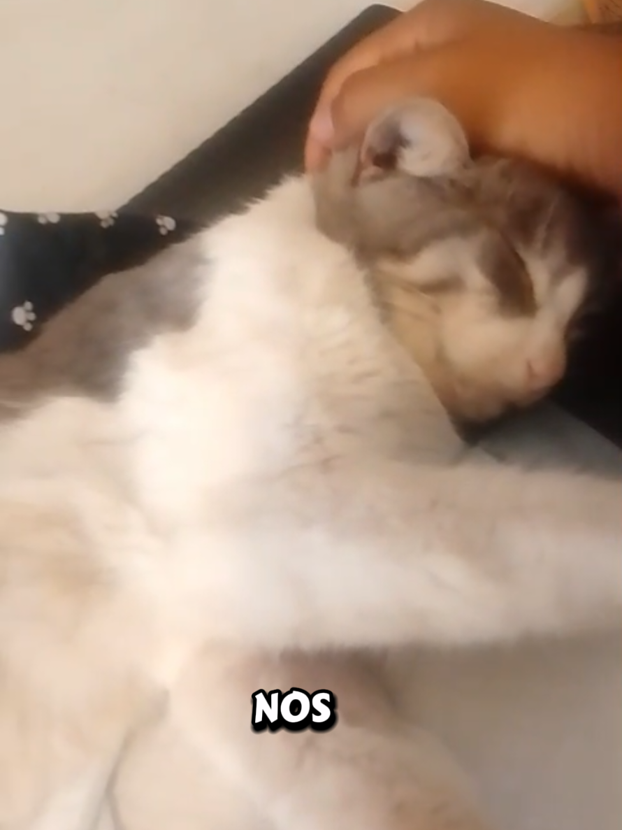 @Will AnimaLover
