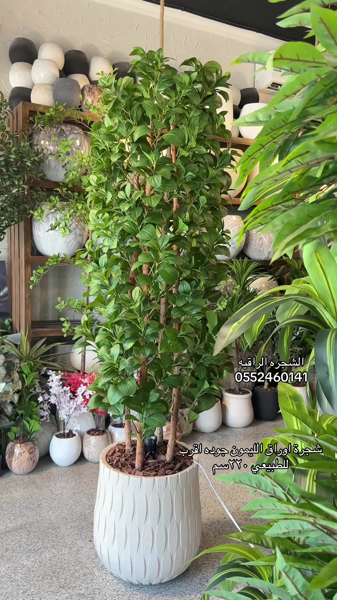 @الشجره الراقيه(زهور المملكه)🌴