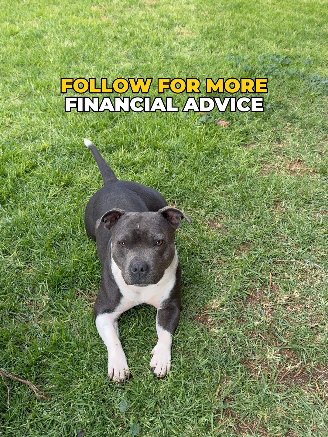 @Happy Staffy Co